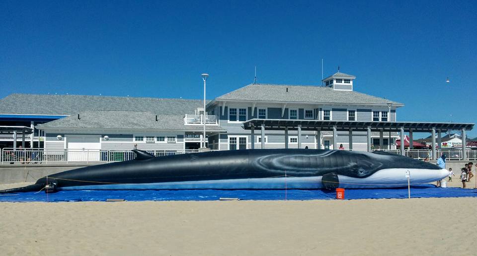 Ladder, the life-sized inflatable fin whale