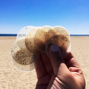 Hooksett disks found at a beach cleanup