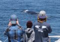 Image of 3 interns watching a whale