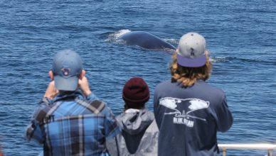 Image of 3 interns watching a whale