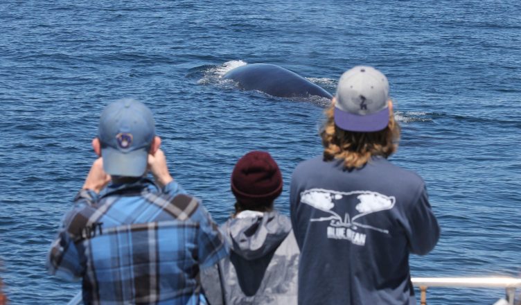 Image of 3 interns watching a whale