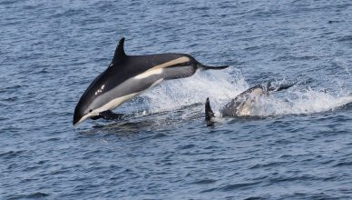 Atlantic white-sided dolphin