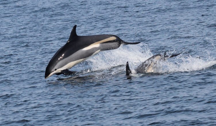 Atlantic white-sided dolphin