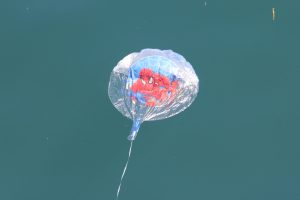 "Spider Man" mylar balloon floating in the ocean, as seen from a whale watch