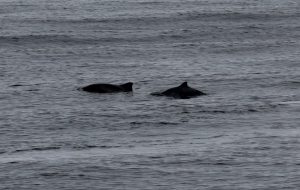 Harbor porpoises