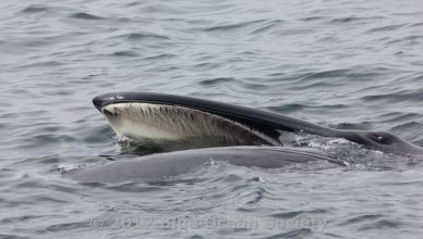 Sei whale, May 2017