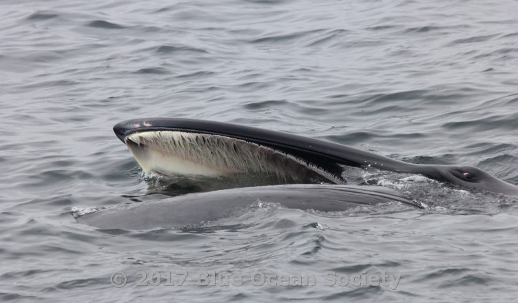 Sei whale, May 2017