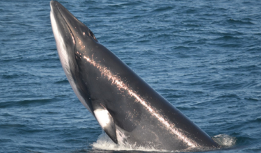 Breaching minke whale