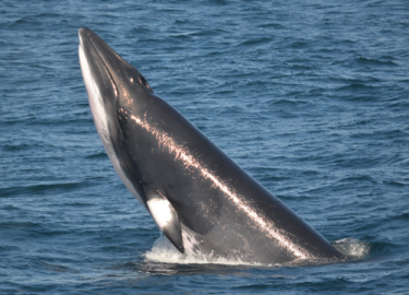 Breaching minke whale
