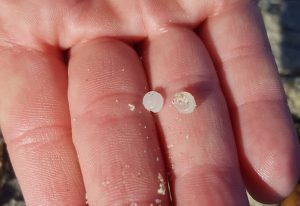 "Nurdles" collected at a cleanup