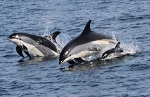 Atlantic white-sided dolphins