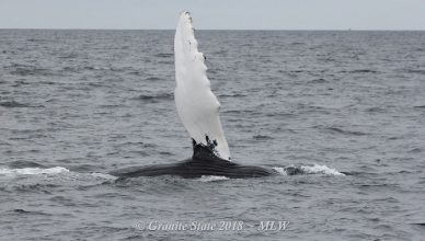 Humpback whale flipper; image (c) Melanie White