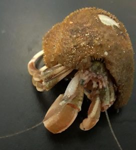 Hermit Crab