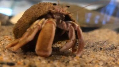 Hermit crab in tank