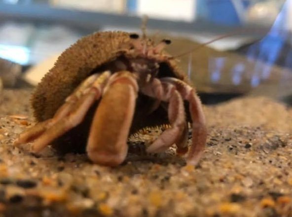 Hermit crab in tank