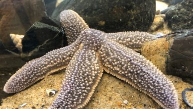 Sea Star