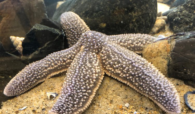 Creature Feature: Sea Stars – Blue Ocean Society for Marine Conservation