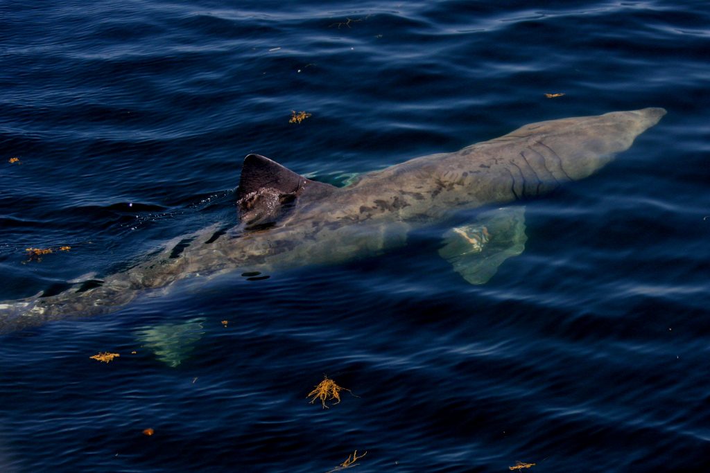 Basking Shark