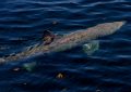 Basking Shark