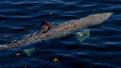 Basking Shark