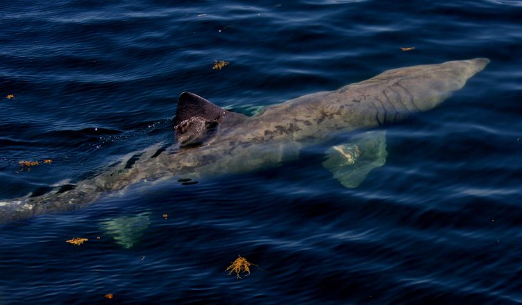 Basking Shark