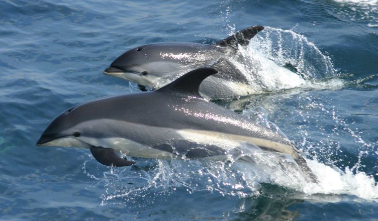 We Have Dolphins Here? – Blue Ocean Society for Marine Conservation