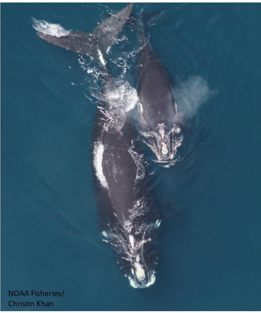 Right Whale and Calf / NOAA Fisheries/Christin Khan