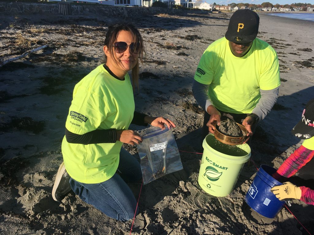 Volunteers sampling for microplastics at Jenness Beach