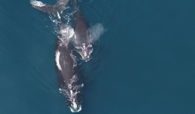 Right whale mother and calf / NOAA Fisheries/Christin Khan