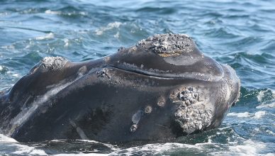 Right Whale - Image courtesy NOAA Fisheries/Beth Josephson
