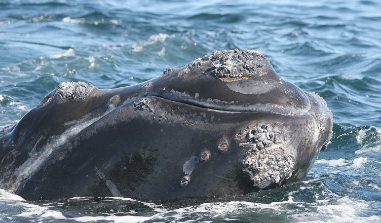 Right Whale - Image courtesy NOAA Fisheries/Beth Josephson