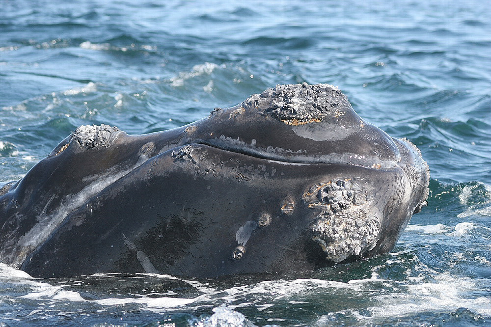 Right whale head close-up / NOAA Fisheries