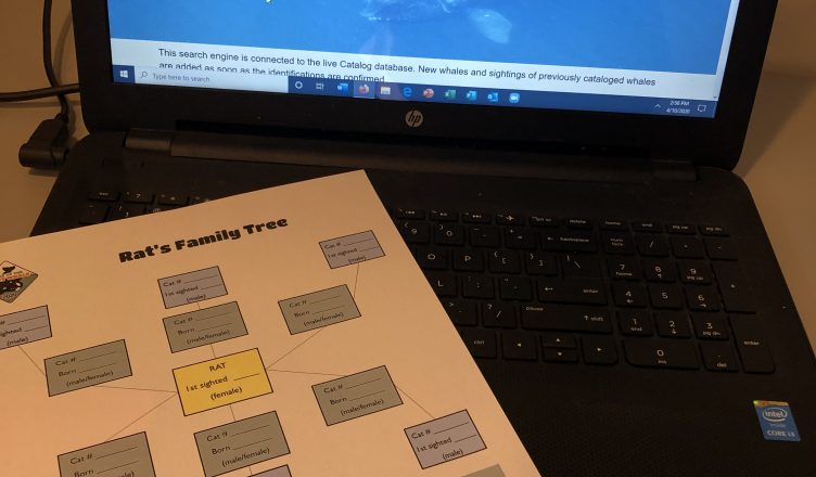 Right Whale Family Trees Activity