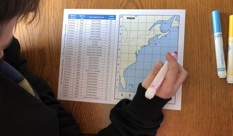 Right Whale Activity: Where Do the Males Go?