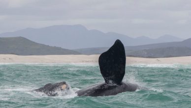 Right Whale / credit: Judith Scott