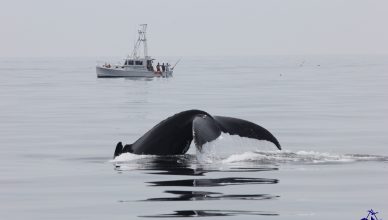 Humpback whale