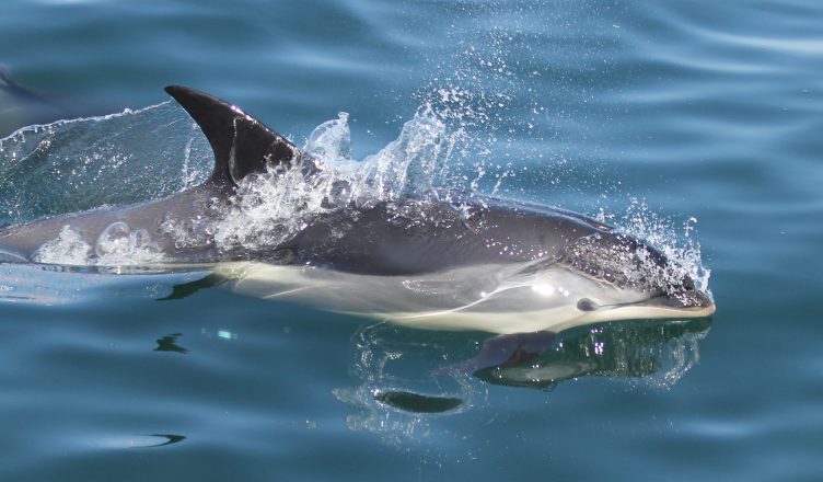 Atlantic white-sided dolphin