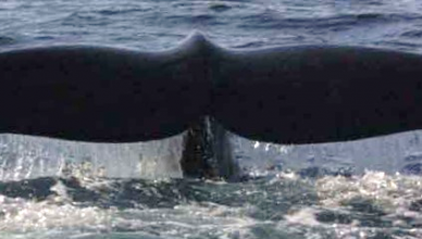 Right Whale - Credit Judith Scott