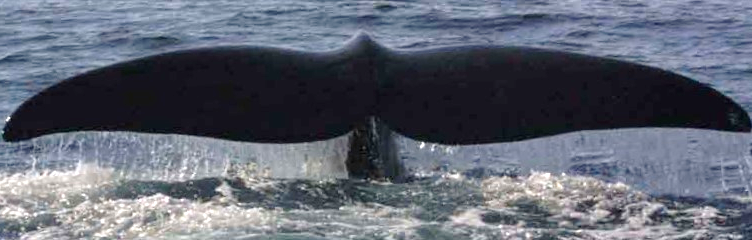 Right Whale - Credit Judith Scott