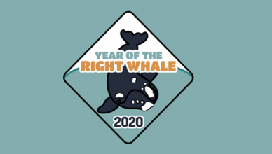 Year of the Right Whale logo