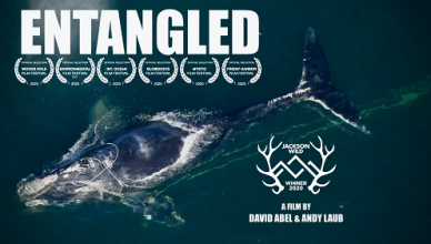 Entangled Poster