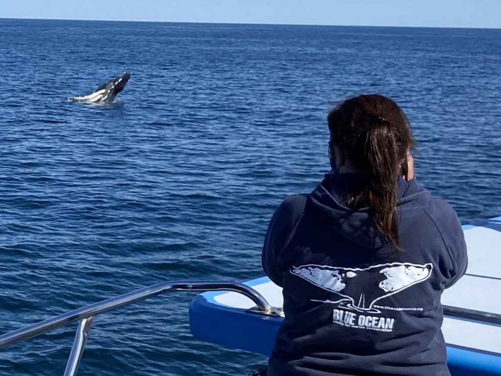 Watching a humpback breach. The image shows a whale leaping out of the water in the distance, with a Blue Ocean Society researcher in the foreground, holding a camera and taking an image of the whale.