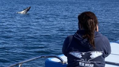Watching a humpback breach. The image shows a whale leaping out of the water in the distance, with a Blue Ocean Society researcher in the foreground, holding a camera and taking an image of the whale.