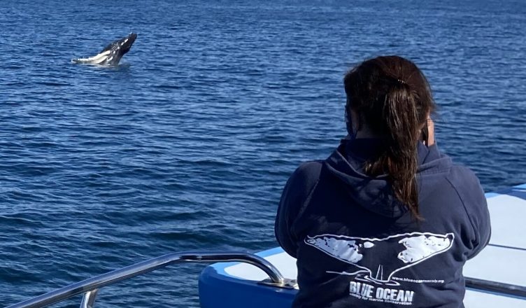 Watching a humpback breach. The image shows a whale leaping out of the water in the distance, with a Blue Ocean Society researcher in the foreground, holding a camera and taking an image of the whale.