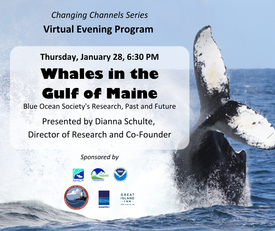 Whales in the Gulf of Maine January 28