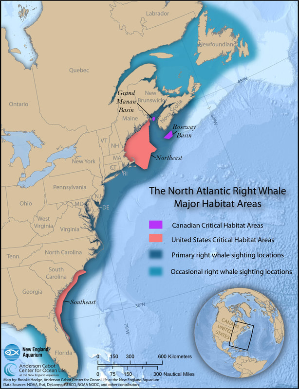 Whale Migration Map Atlantic Ocean 