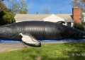 Nile the inflatable whale