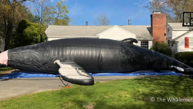 Nile the inflatable whale