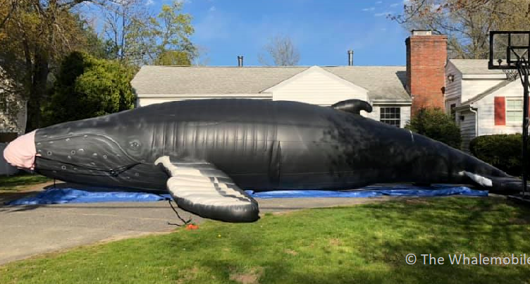 Nile the inflatable whale
