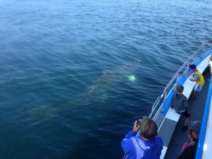 Basking Shark. Rebeca Murillo photo.